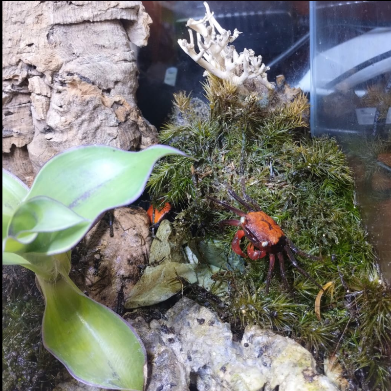 Terrario con Granchio Vampiro